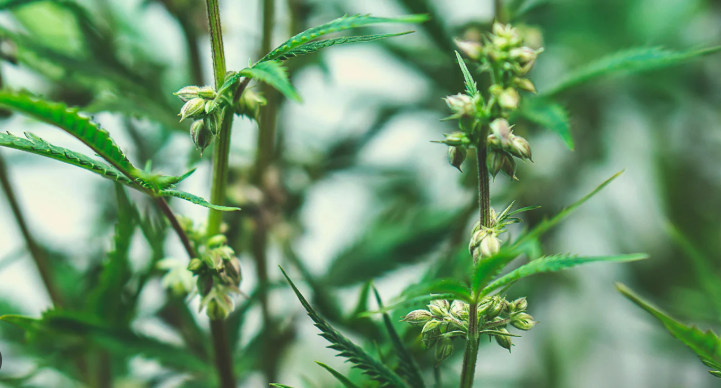 A clear photograph of a cannabis plant at week 4 of the flowering stage showing dense bud formation