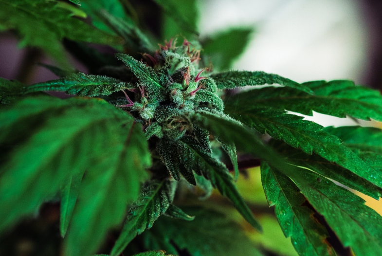 A table comparing nutrient requirements for different growth stages of cannabis cultivation