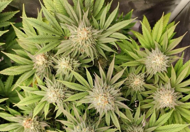 A list of essential tools for a cannabis grower displayed in an organized layout