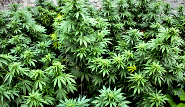A detailed view of cannabis leaves showing healthy growth patterns and structure